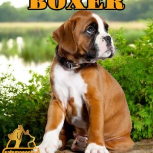 Boxer
