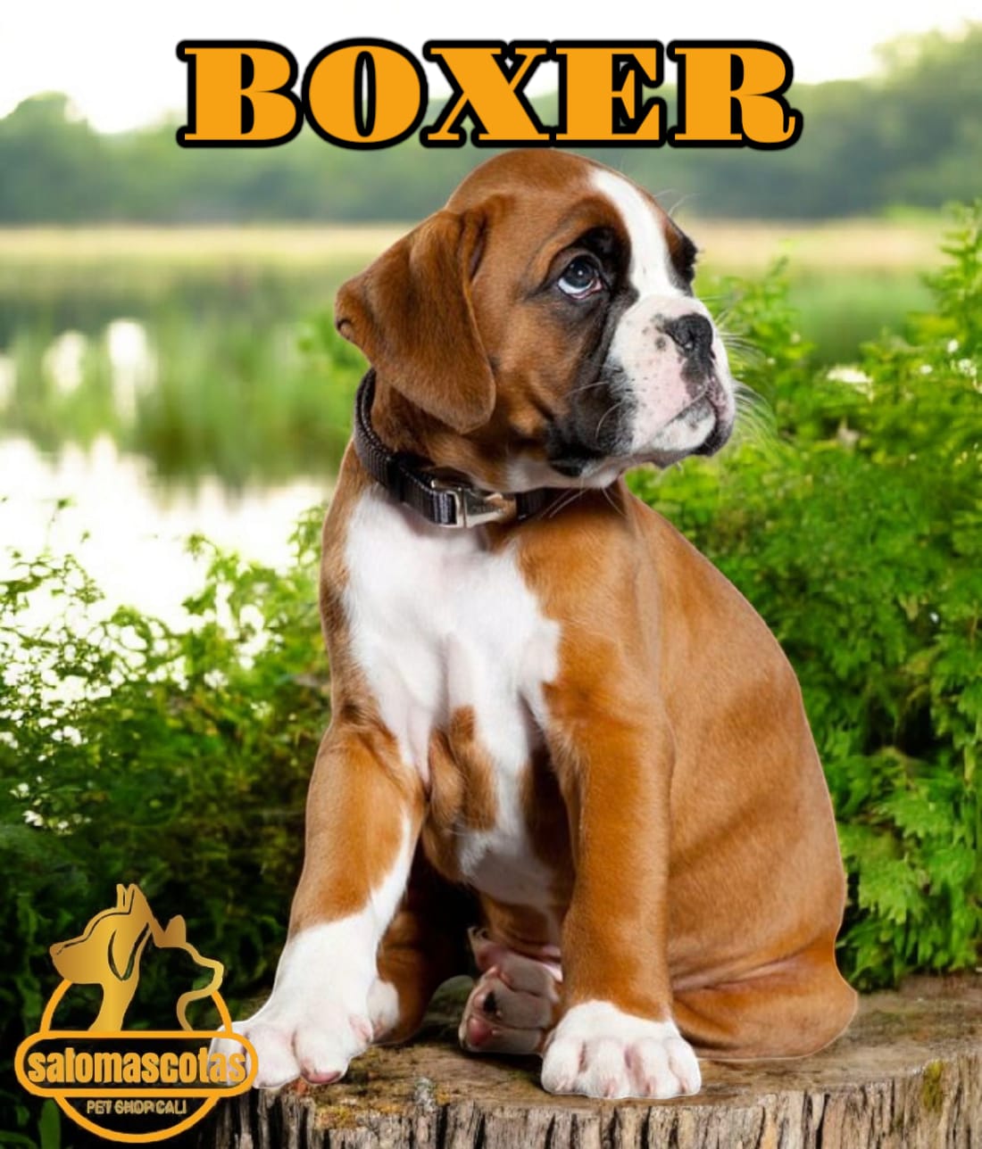 Boxer