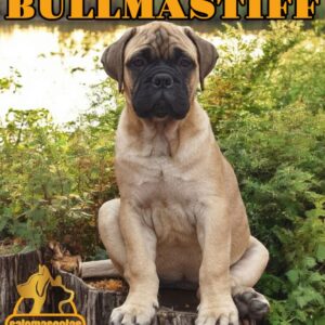Bullmastiff