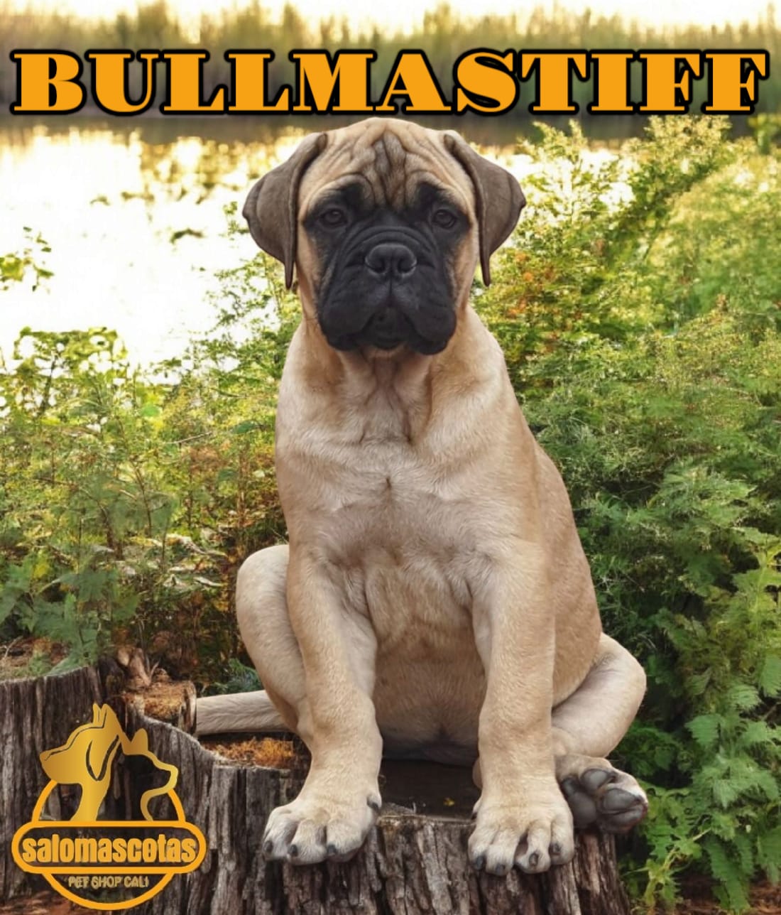 Bullmastiff