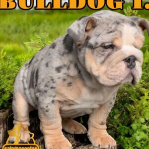 Bulldog Inglés
