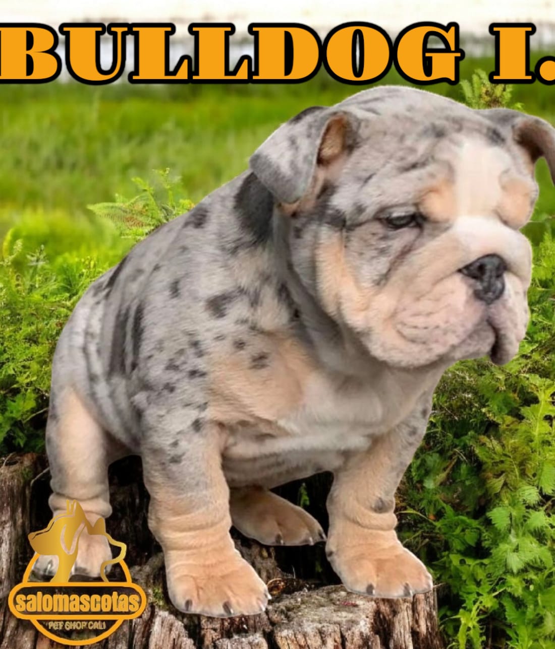 Bulldog Inglés