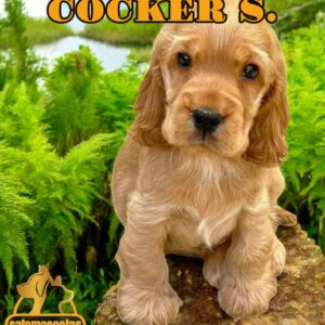 Cocker Spaniel