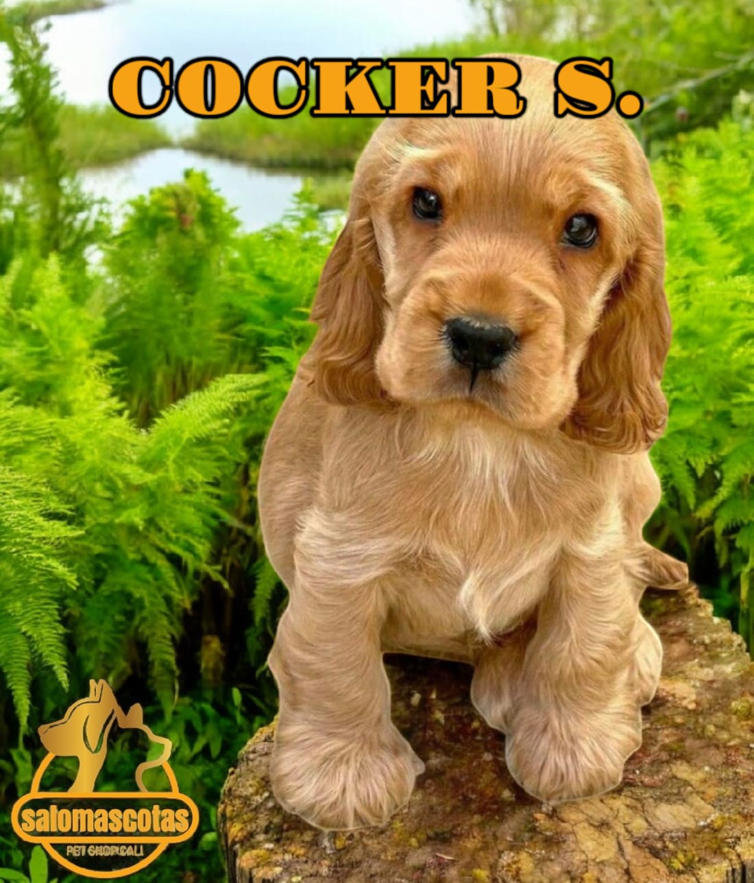 Cocker Spaniel