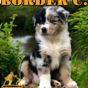 Border Collie