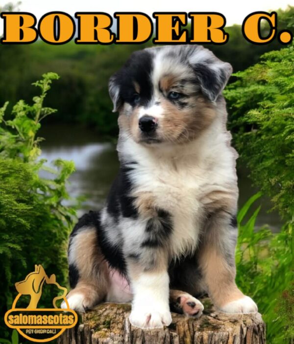Border Collie