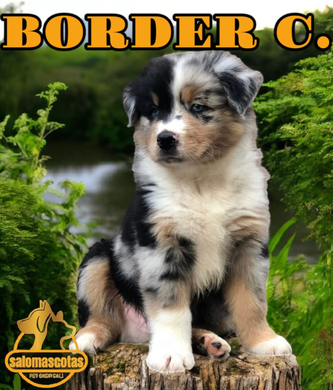 Border Collie