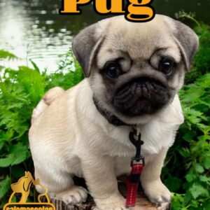 Pug