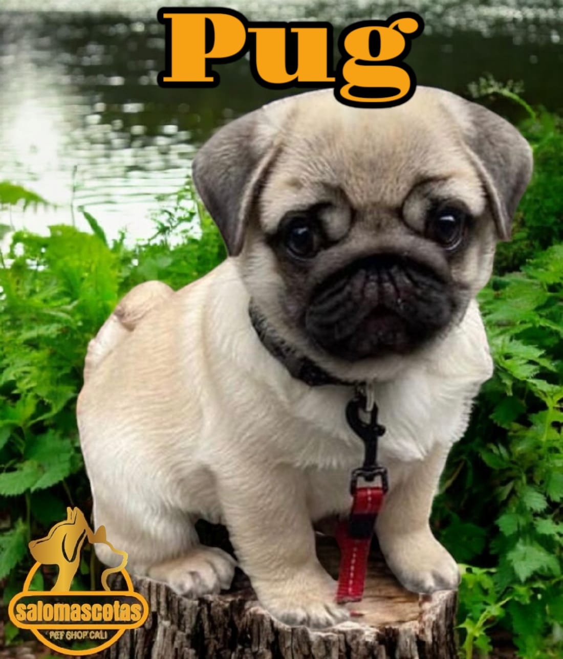 Pug