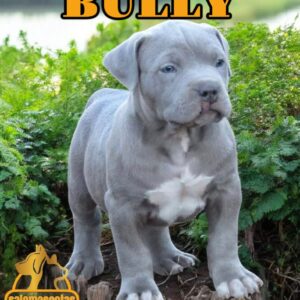 Bully