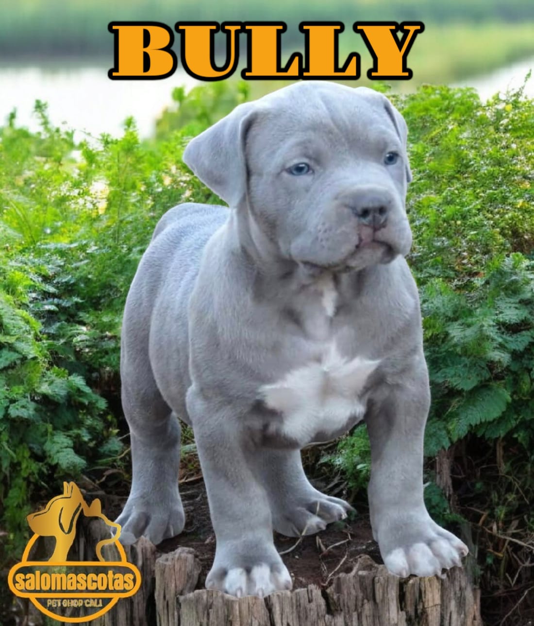 Bully