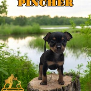 Pincher