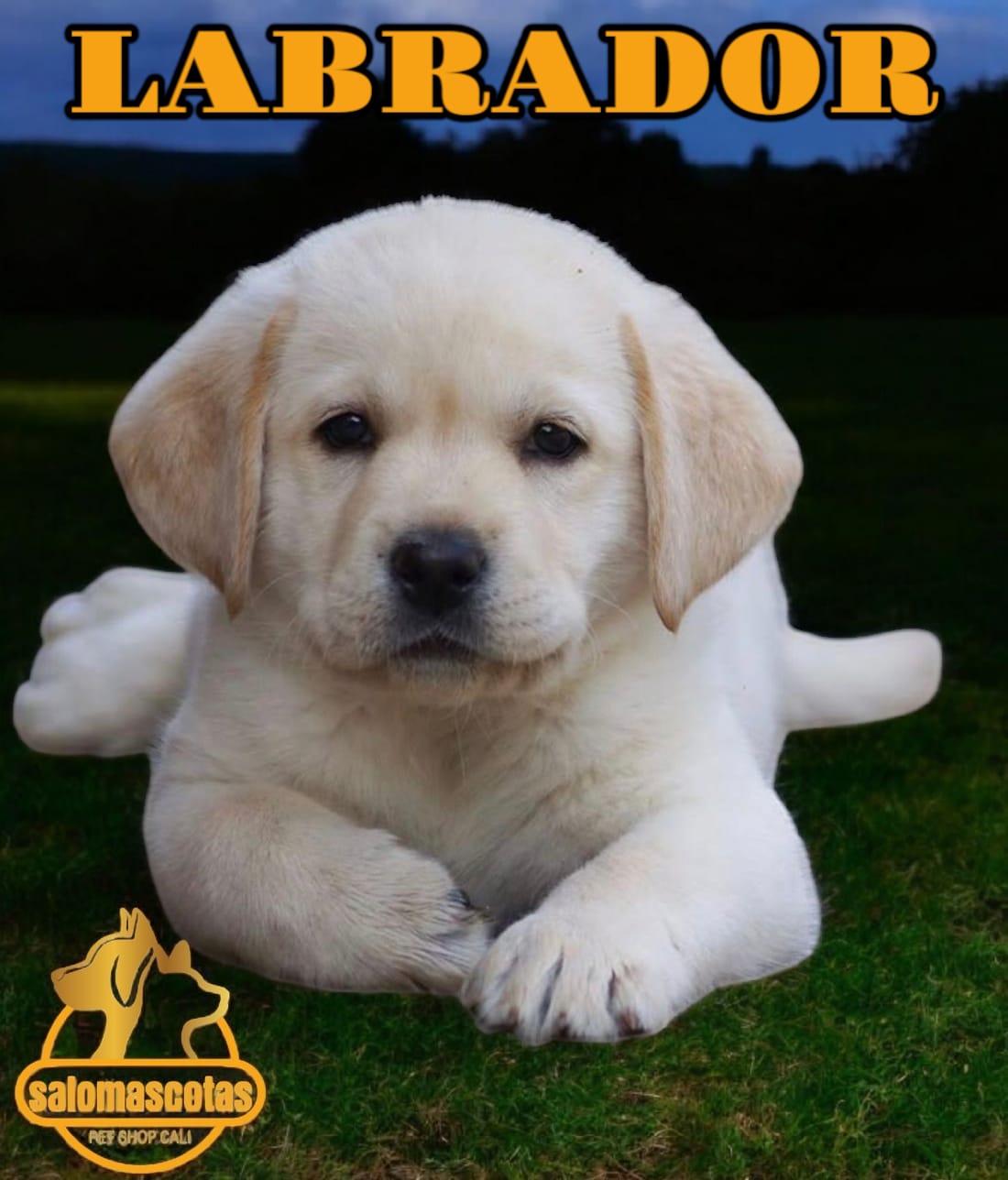 Labrador Retriever