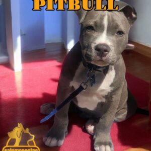 Pitbull