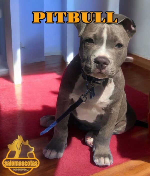 Pitbull