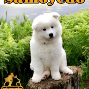 Samoyedo