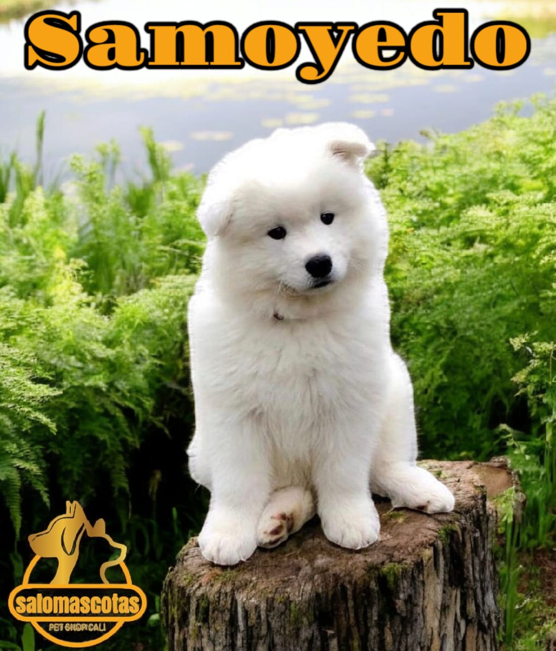 Samoyedo