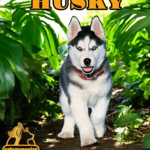 Husky