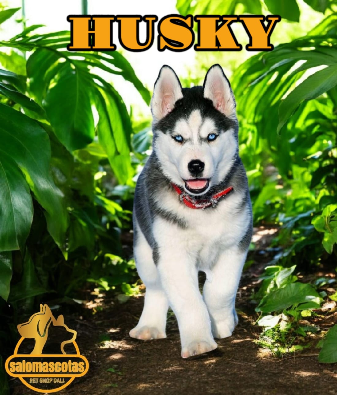 Husky