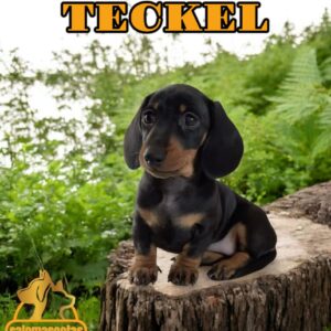 Teckel