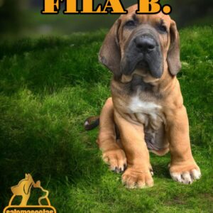 Fila Brasileño