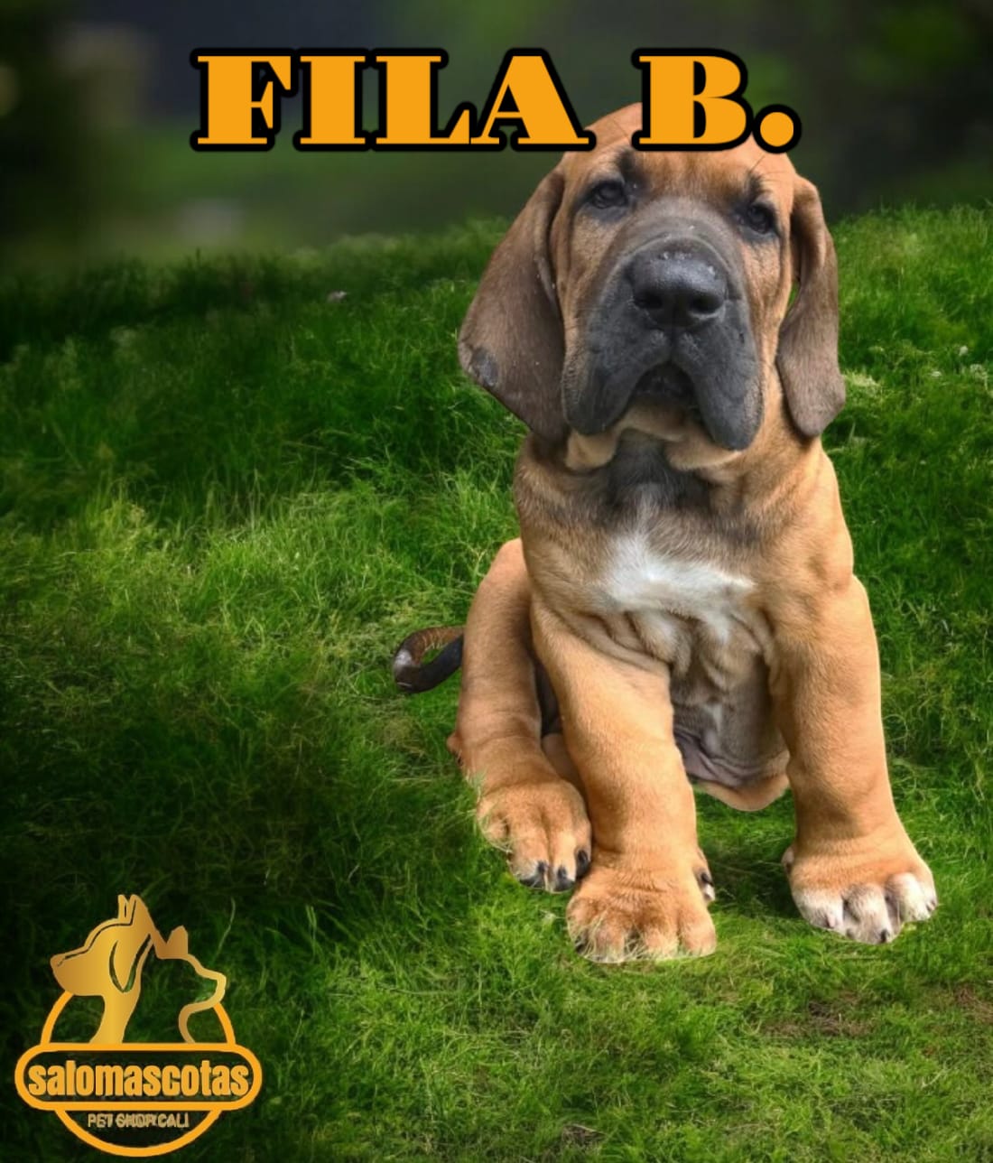 Fila Brasileño