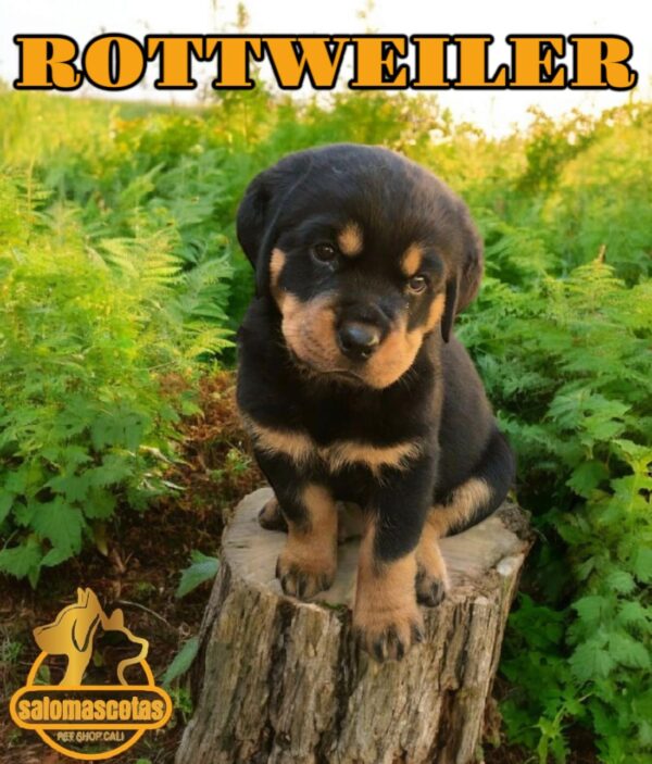 Rottweiler