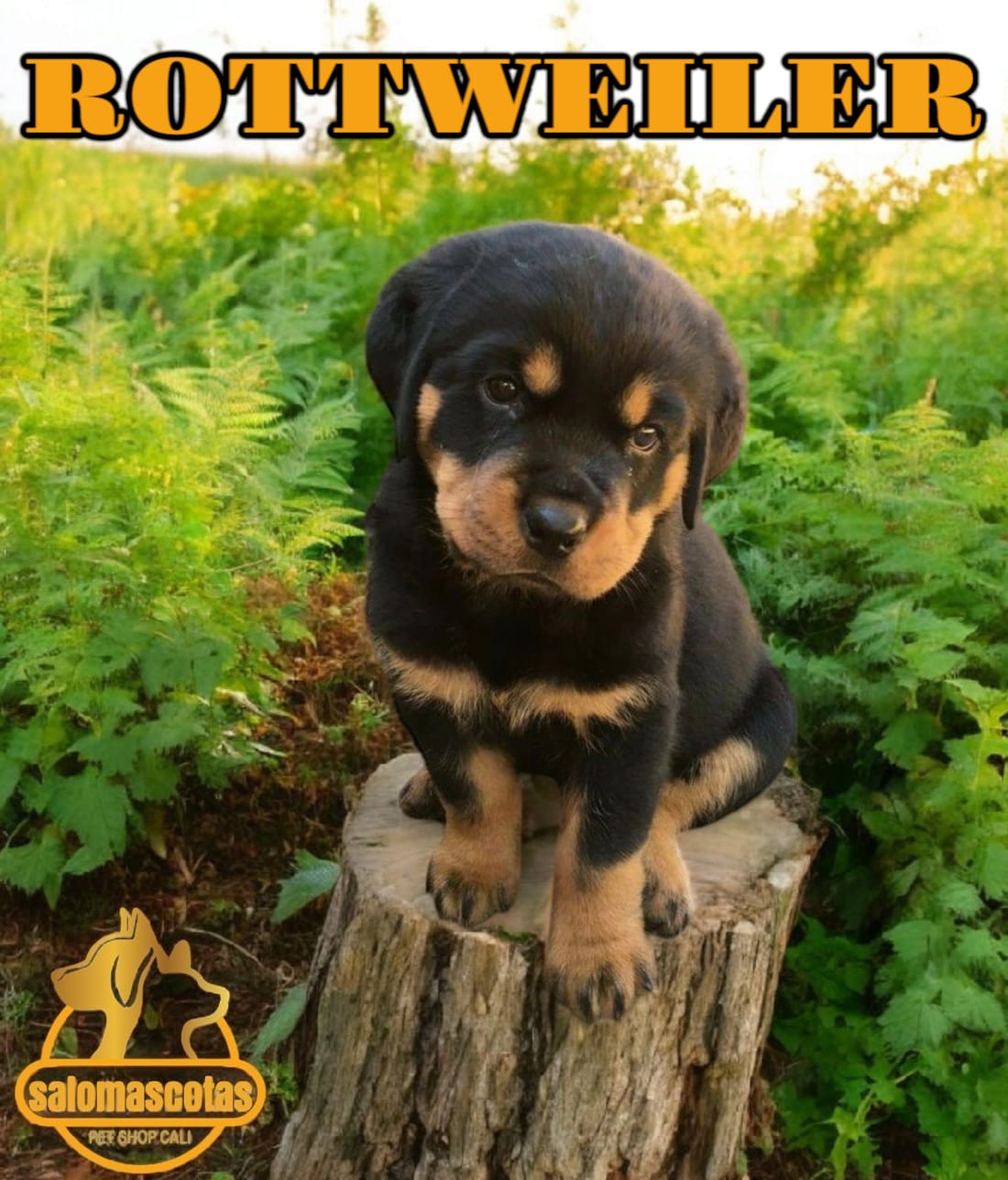 Rottweiler