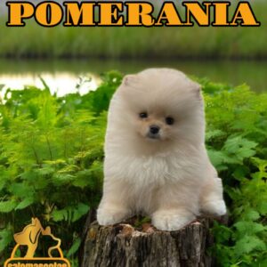 Pomerania