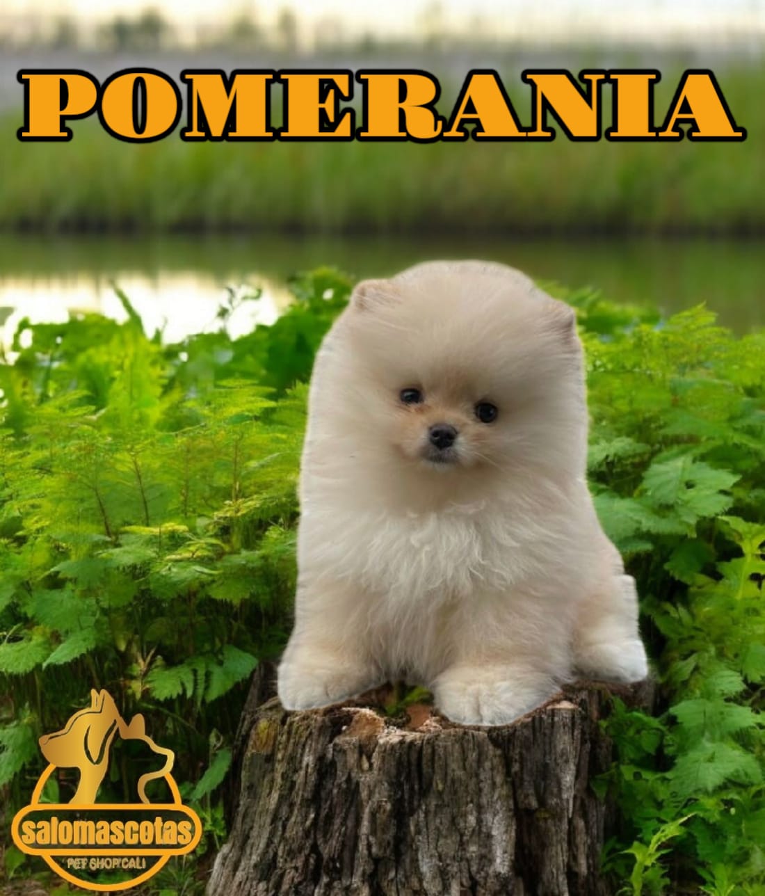 Pomerania