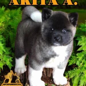 Akita Americano