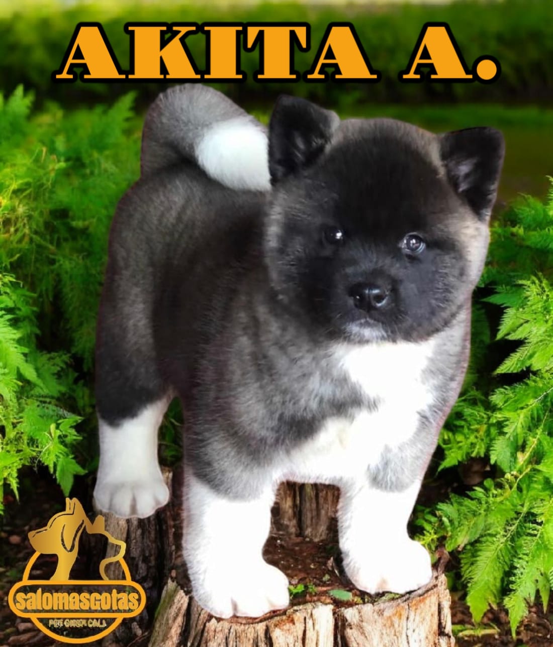 Akita Americano