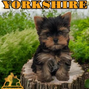Yorkshire Terrier