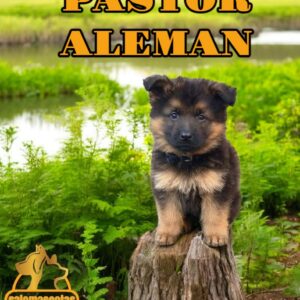 Pastor Alemán