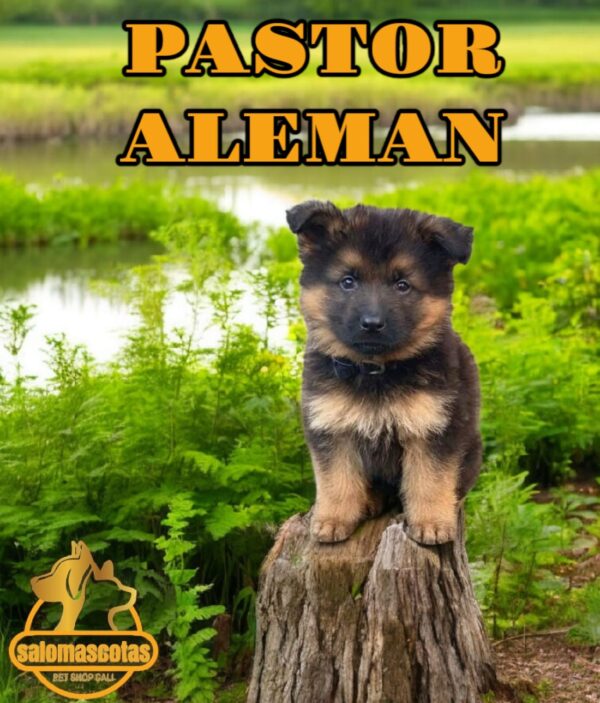 Pastor Alemán