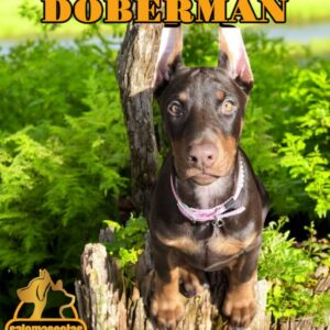 Dobermann