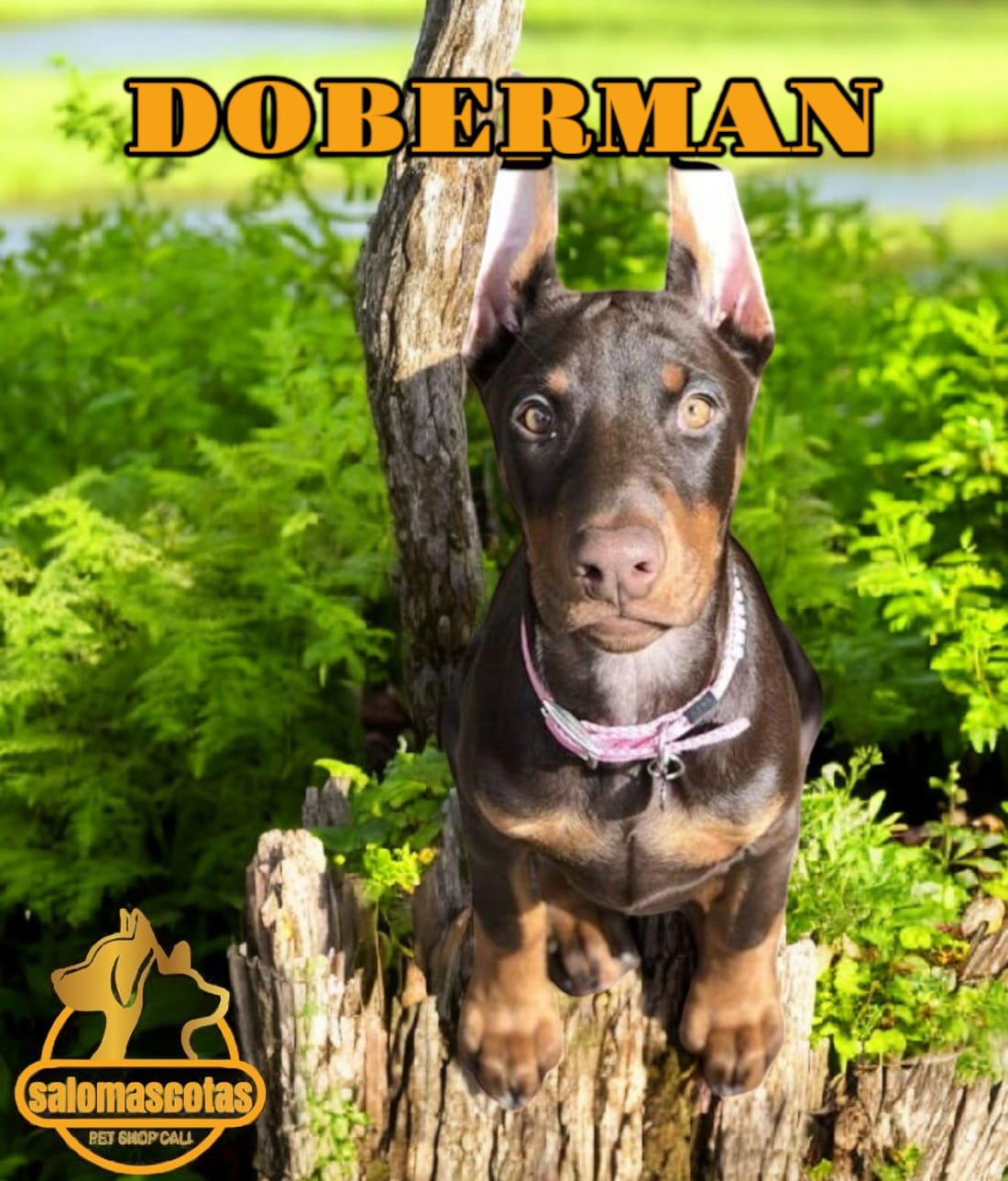 Dobermann