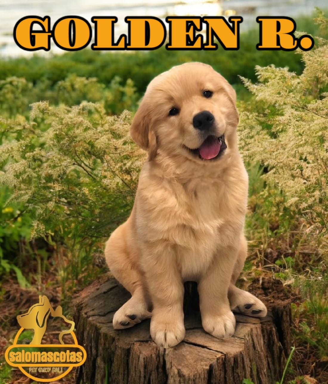 Golden Retriever