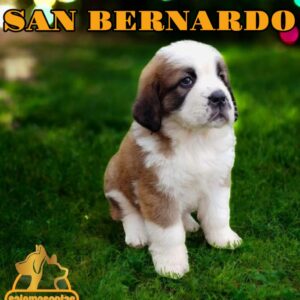 San Bernardo