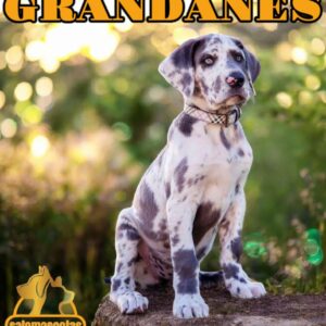Gran Danés