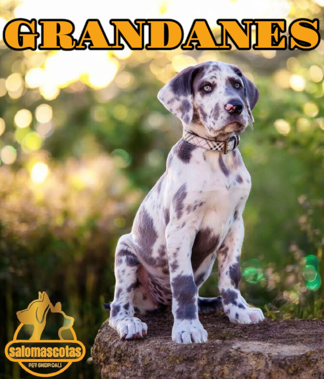 Gran Danés