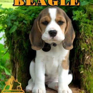 Beagle