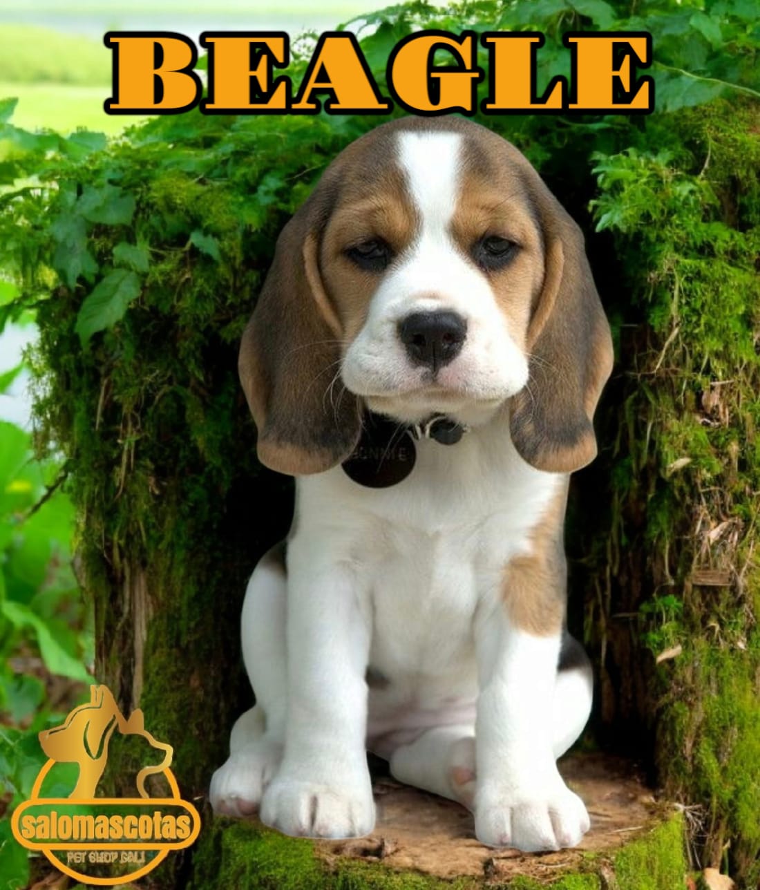 Beagle