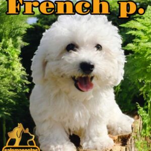 Poodle Francés