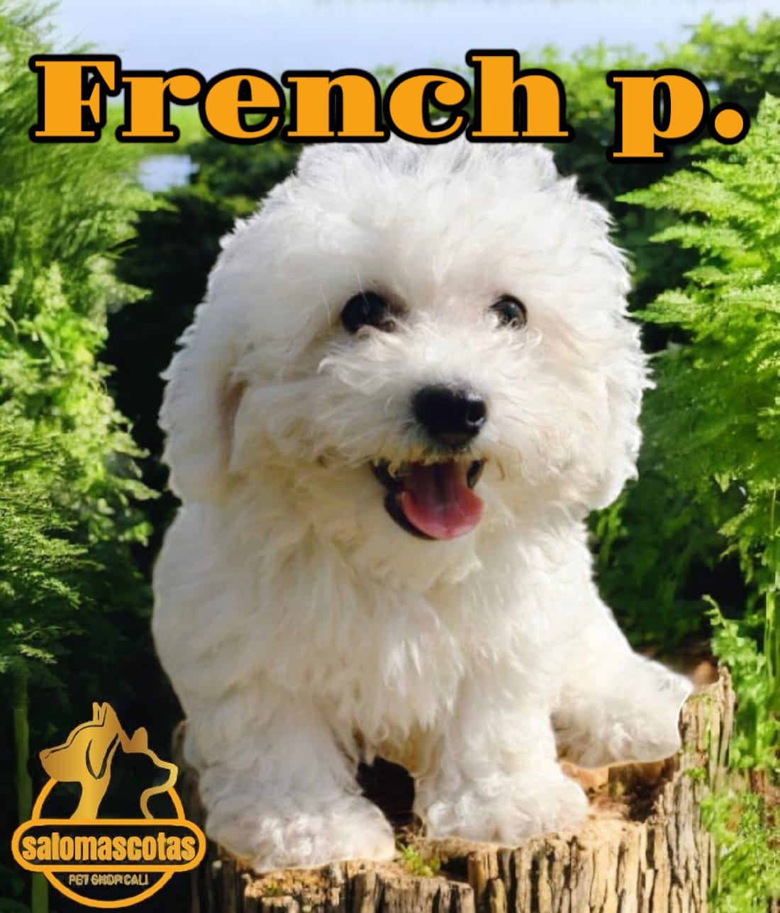 Poodle Francés