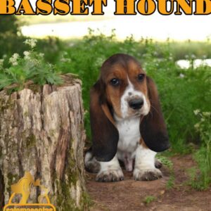 Basset Hound