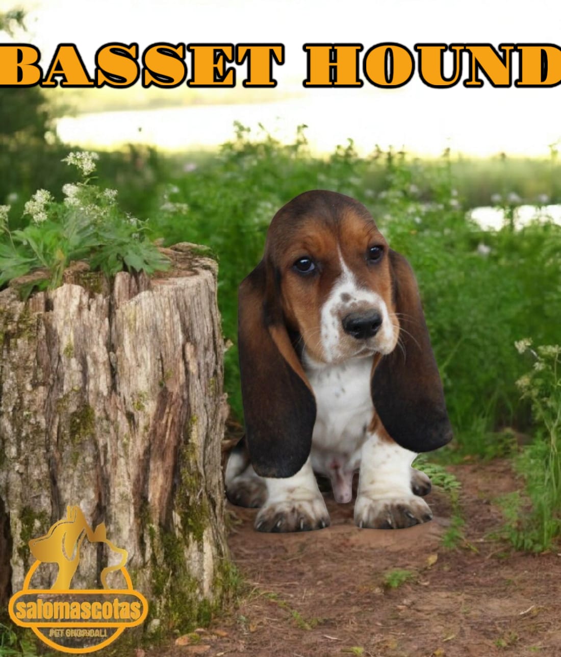 Basset Hound