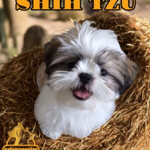Shih Tzu