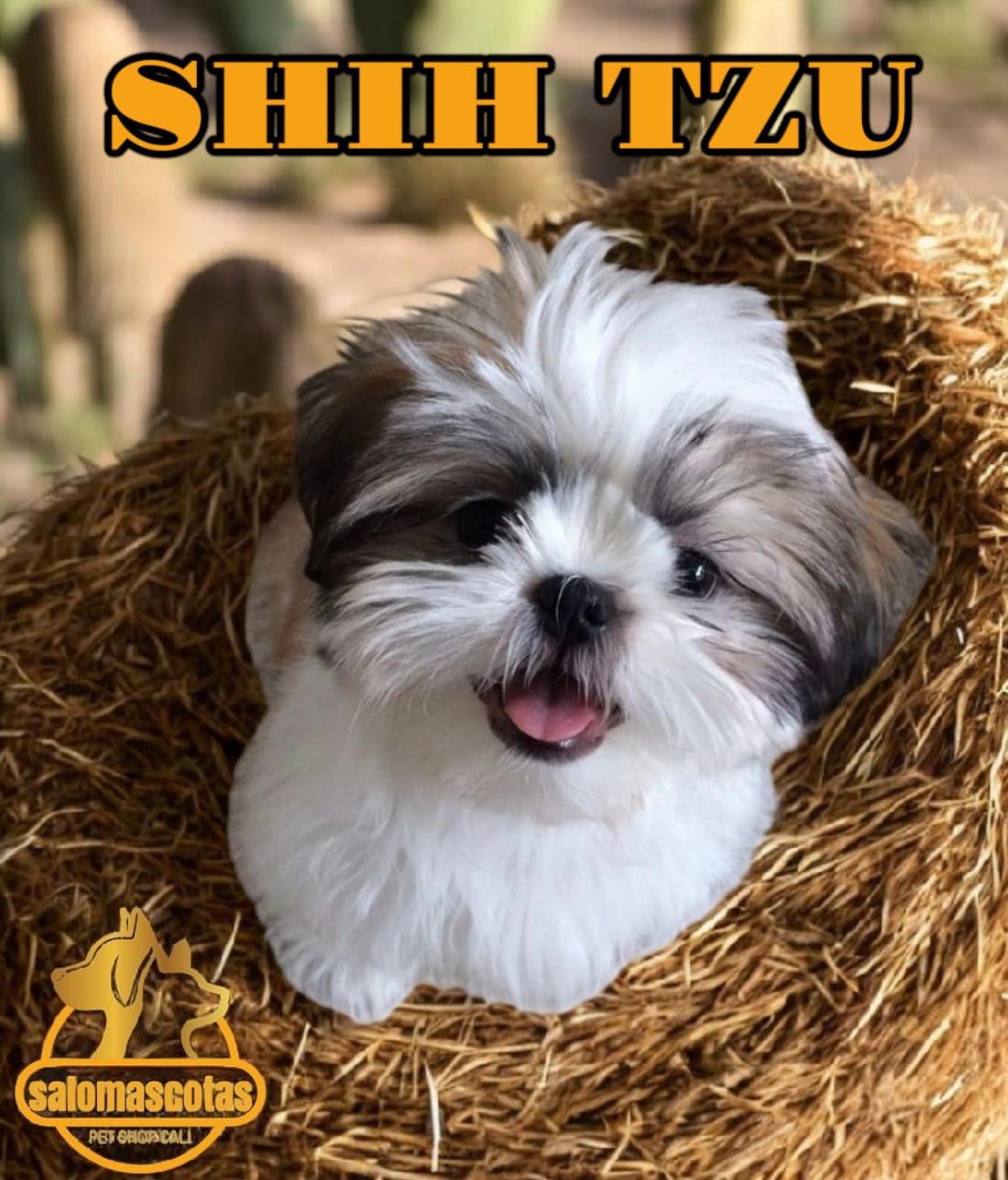 Shih Tzu