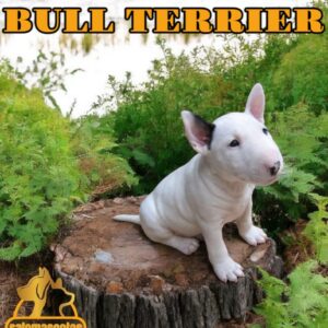 Bull Terrier